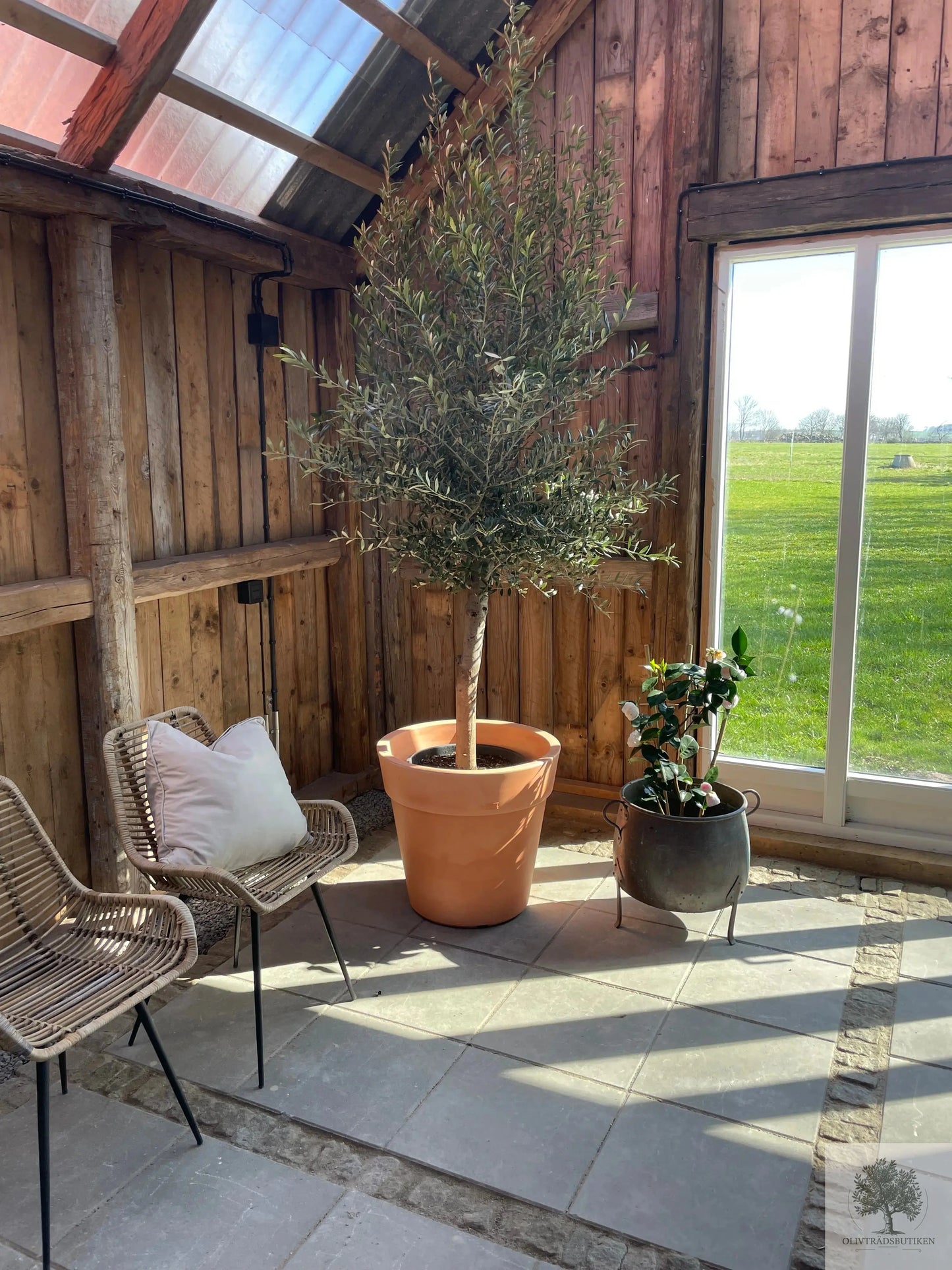 Olivträd 8 år - 200 cm höjd - 20 cm stam - 70 cm krona Olivträdsbutiken