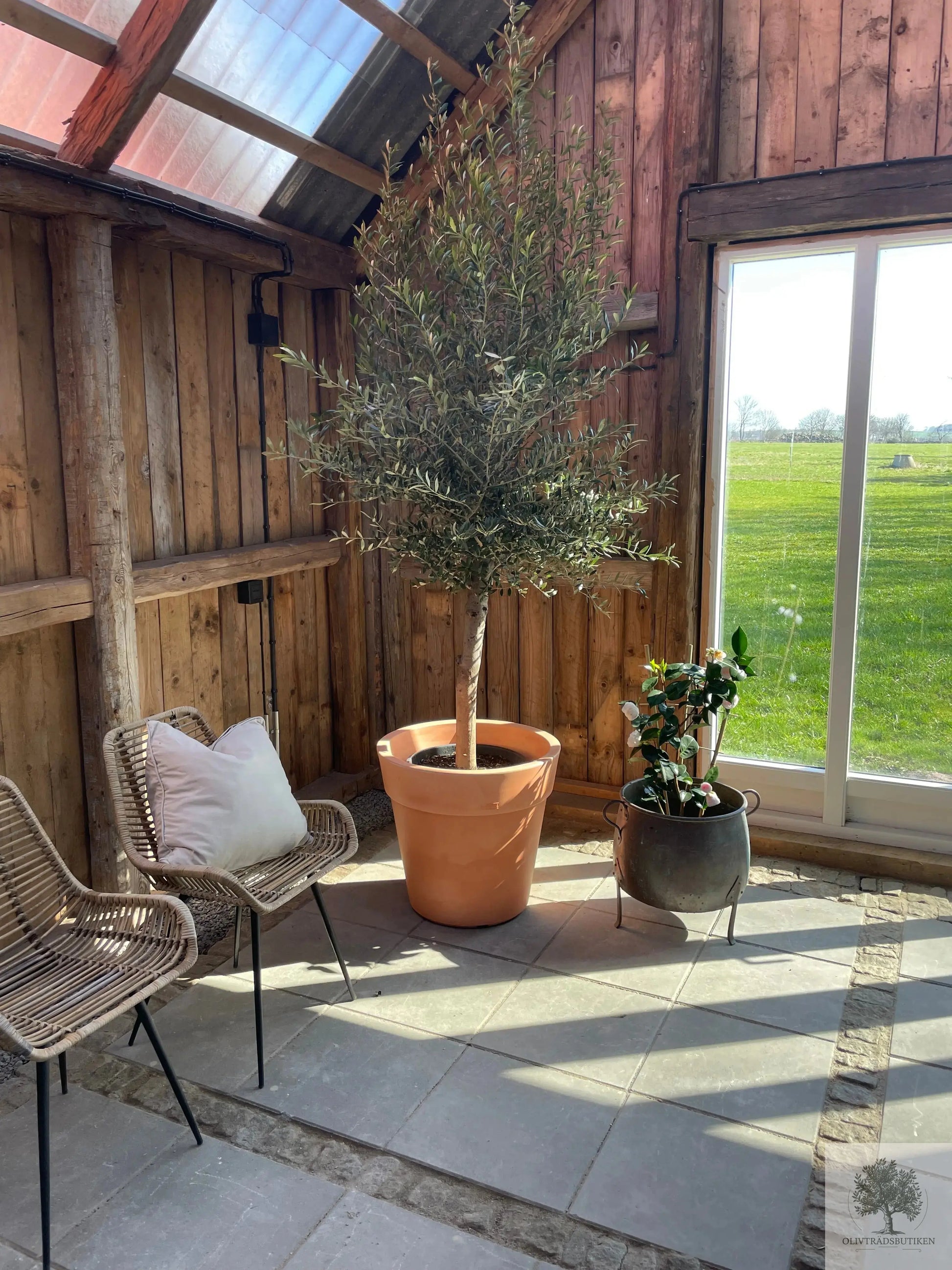 Olivträd 8 år - 200 cm höjd - 20 cm stam - 70 cm krona Olivträdsbutiken