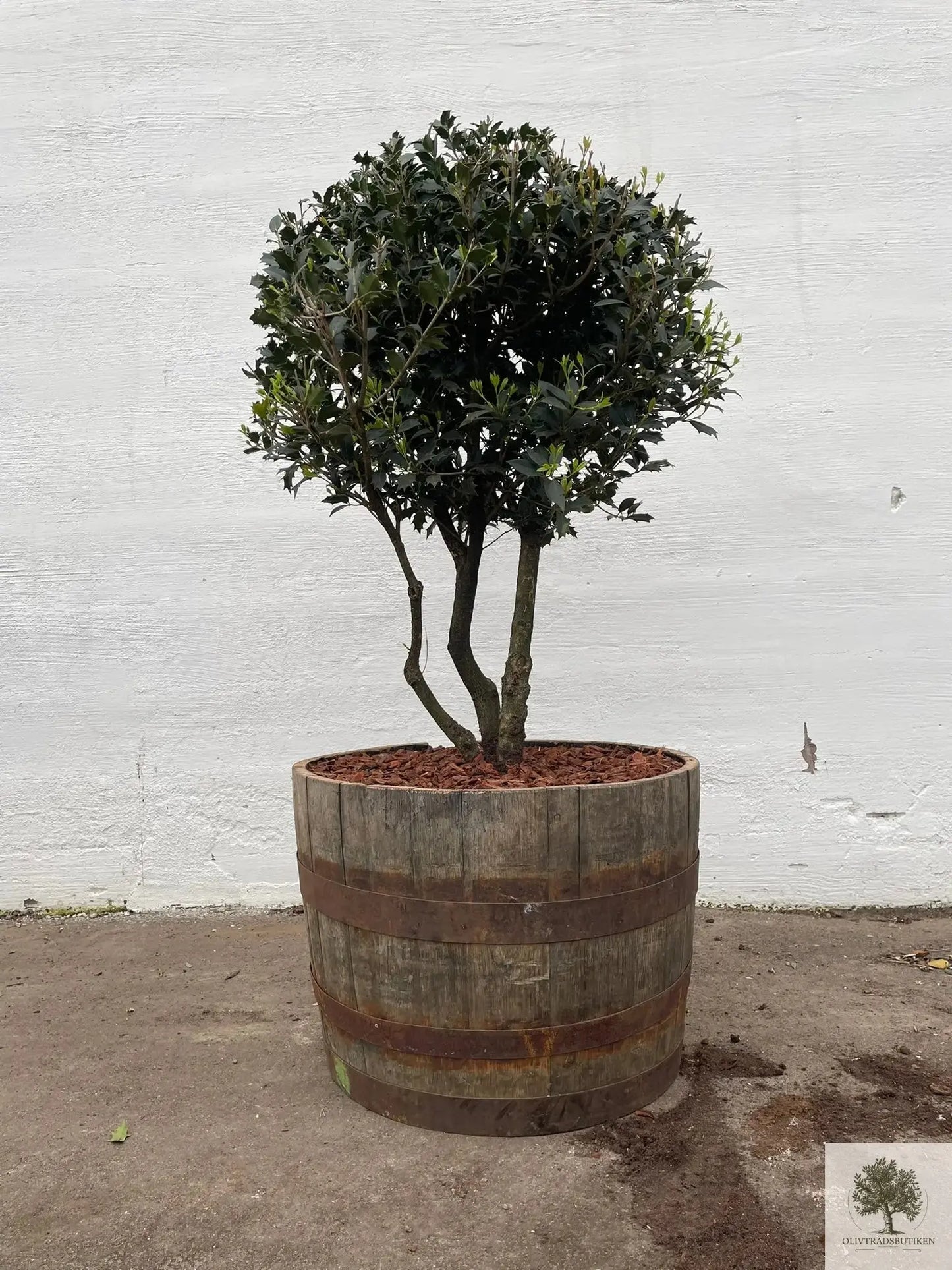 Osmanthus ilificolus - Flerstammig 140 cm Olivträdsbutiken