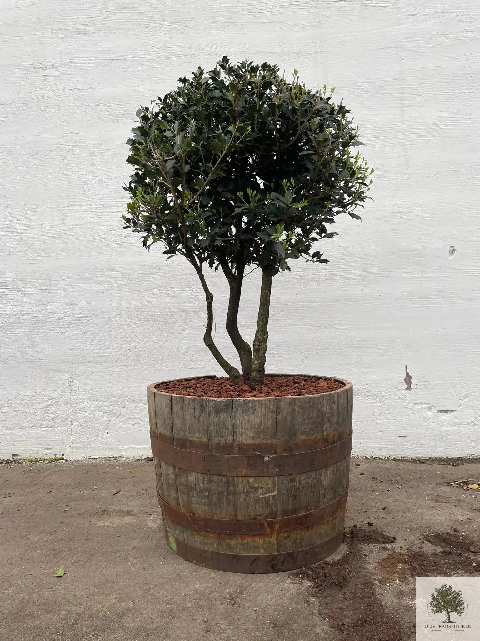 Osmanthus ilificolus - Flerstammig 140 cm Olivträdsbutiken