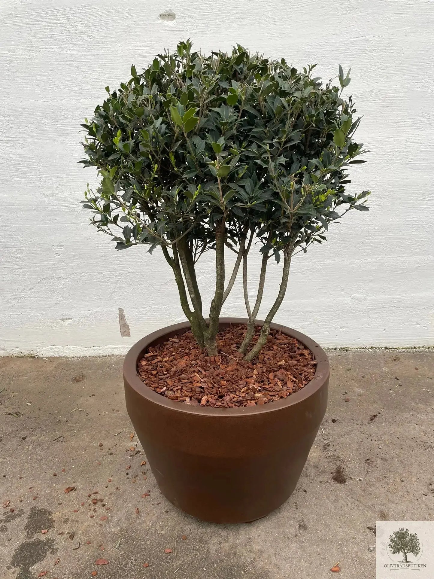 Osmanthus ilificolus - Flerstammig 140 cm Olivträdsbutiken