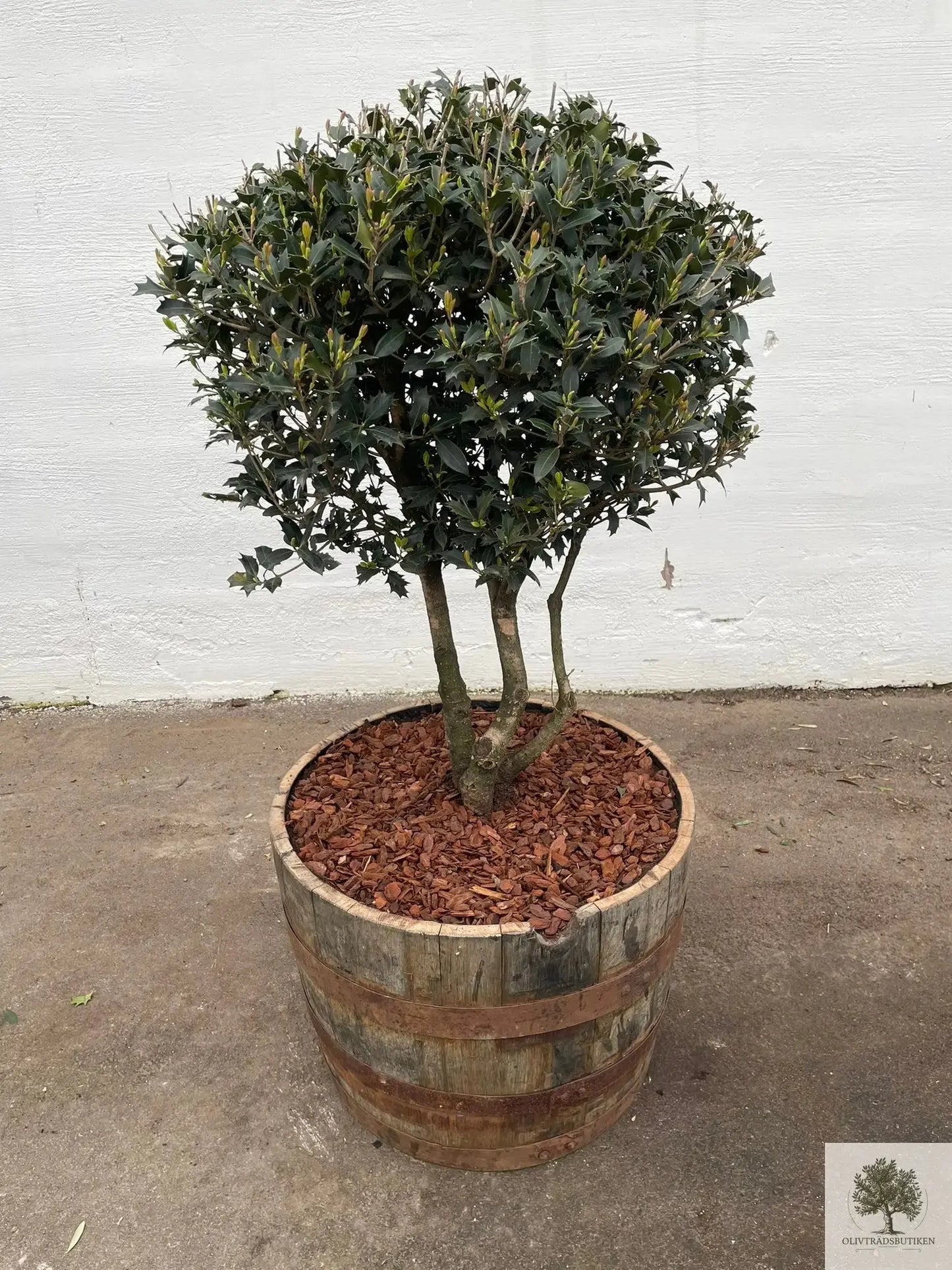 Osmanthus ilificolus - Flerstammig 140 cm Olivträdsbutiken