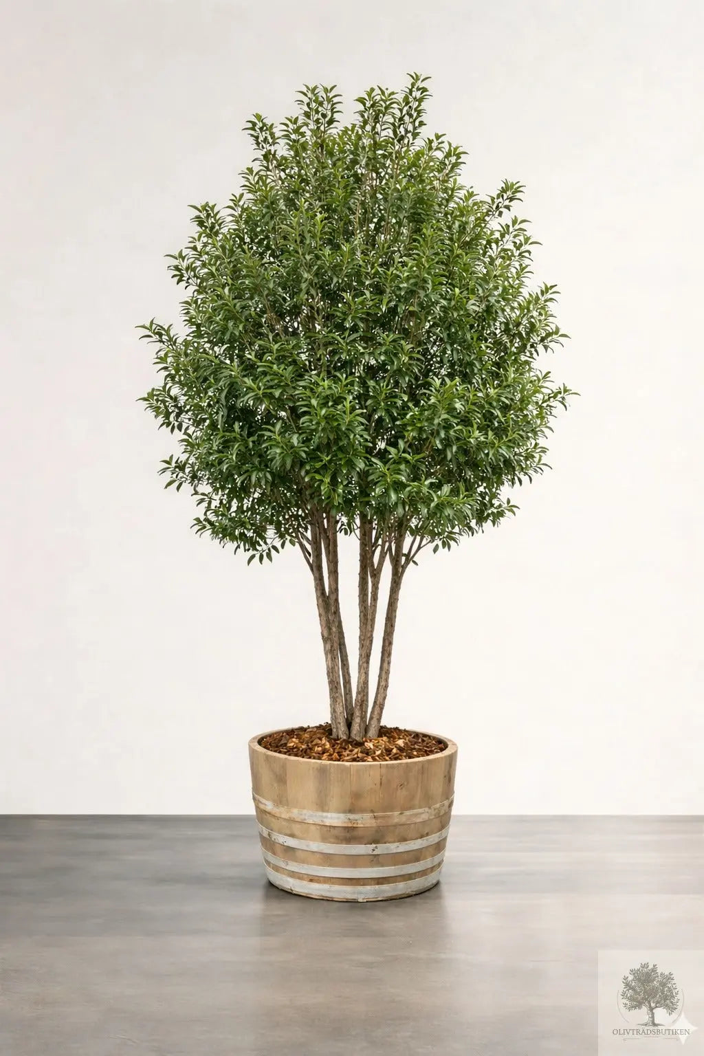 Osmanthus ilicifolius - Flerstammig 220 cm