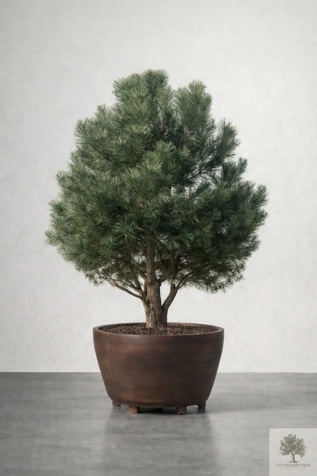 Barrträd - Pinus Mugo - 160 cm