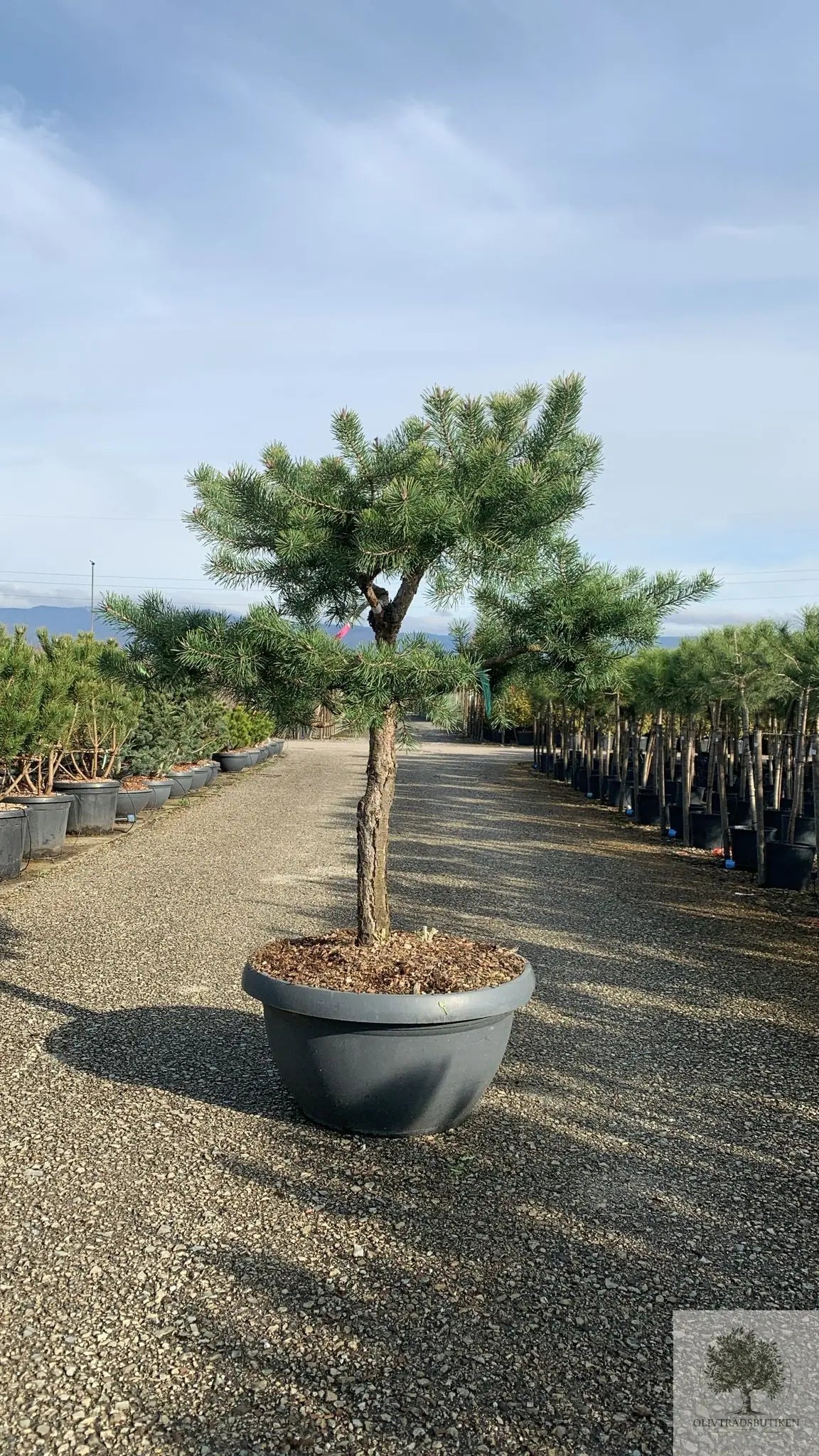 Barrträd i kruka - Pinus Silvestris Watereri - 1,8 m Olivträdsbutiken