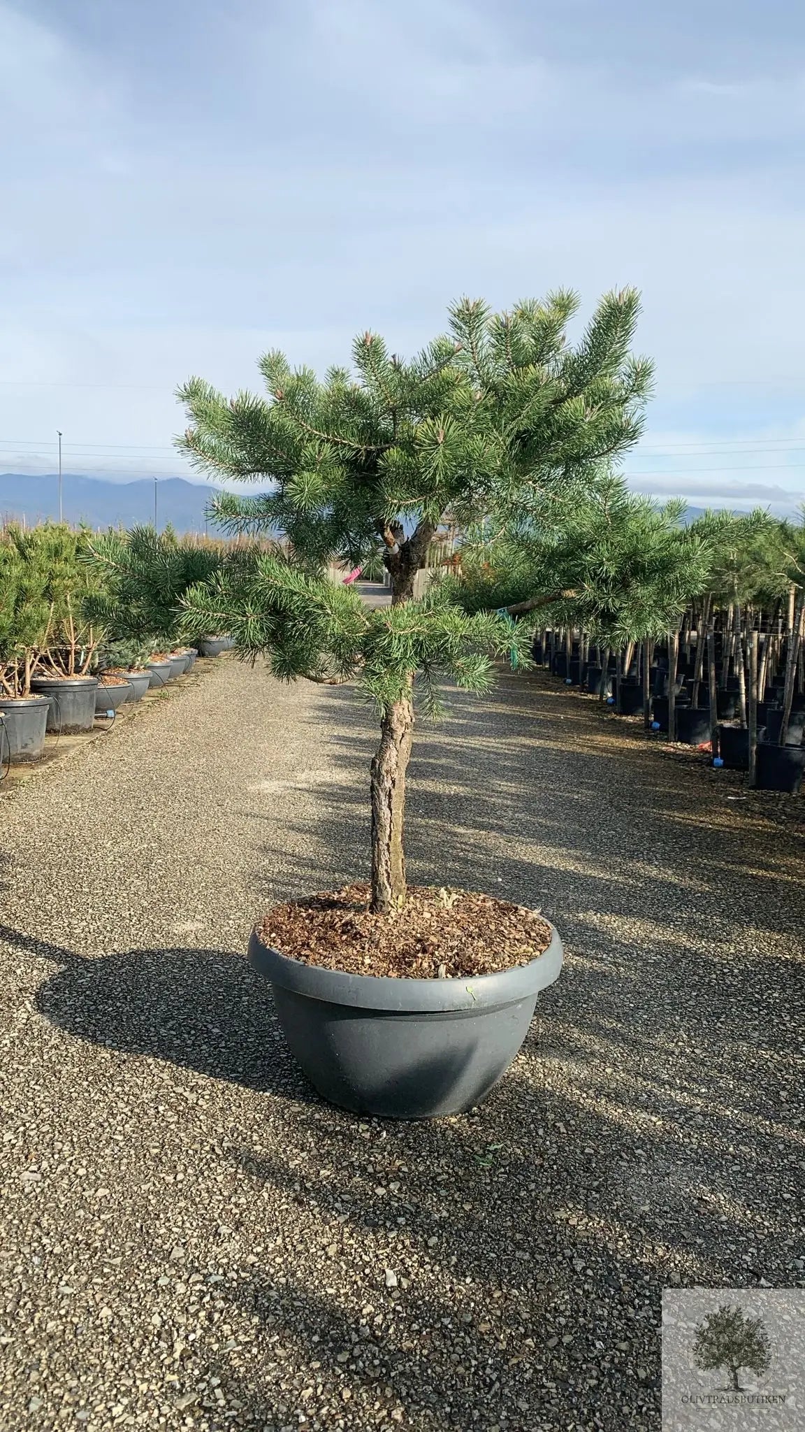 Barrträd i kruka - Pinus Silvestris Watereri - 1,8 m Olivträdsbutiken