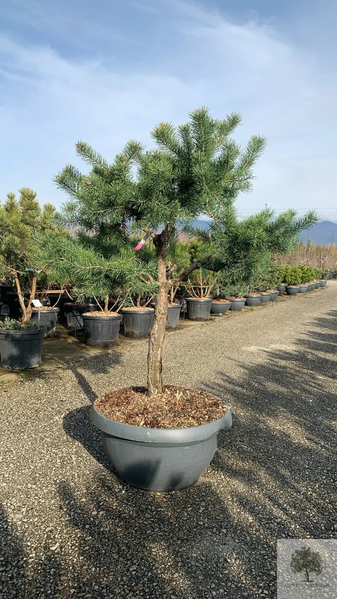 Barrträd i kruka - Pinus Silvestris Watereri - 1,8 m Olivträdsbutiken