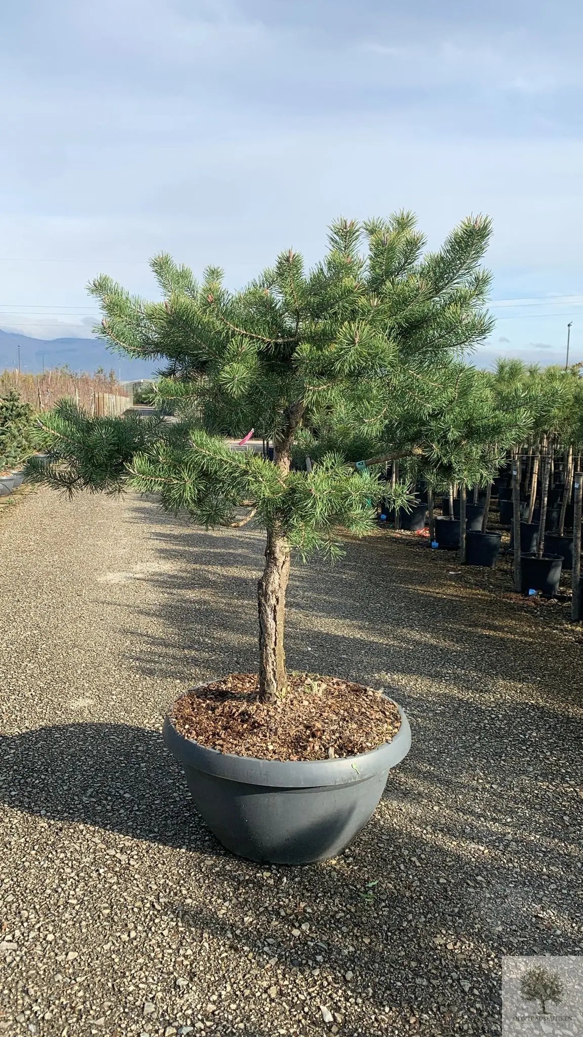 Barrträd i kruka - Pinus Silvestris Watereri - 1,8 m Olivträdsbutiken