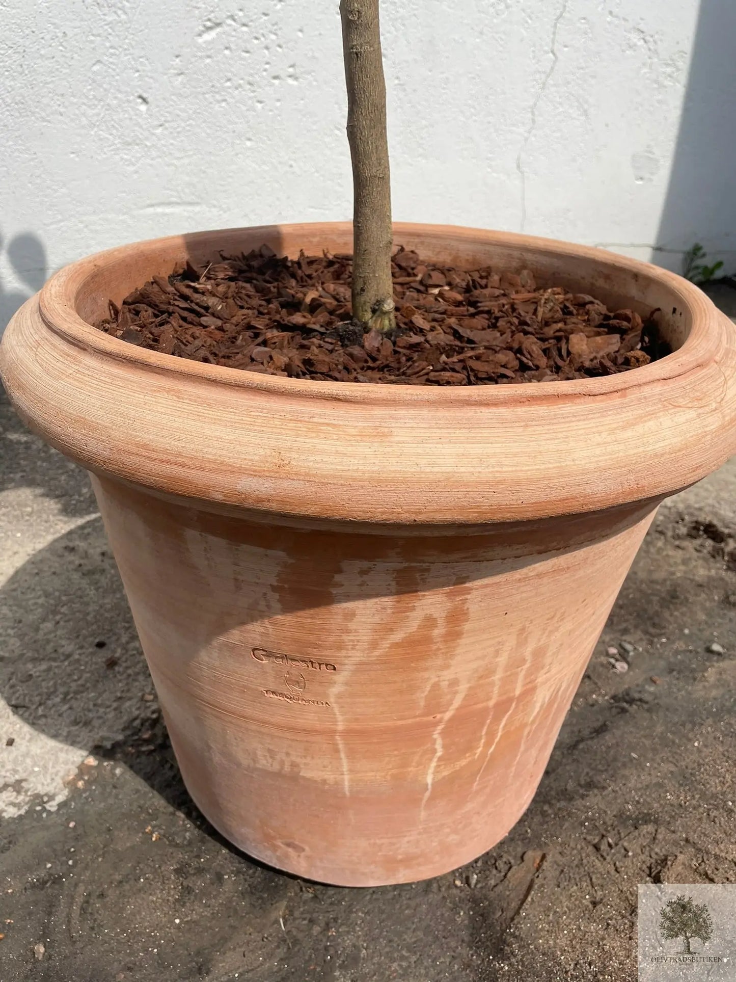 Kruka Terrakotta - Milano -  50 cm diameter - 41 cm höjd Olivträdsbutiken
