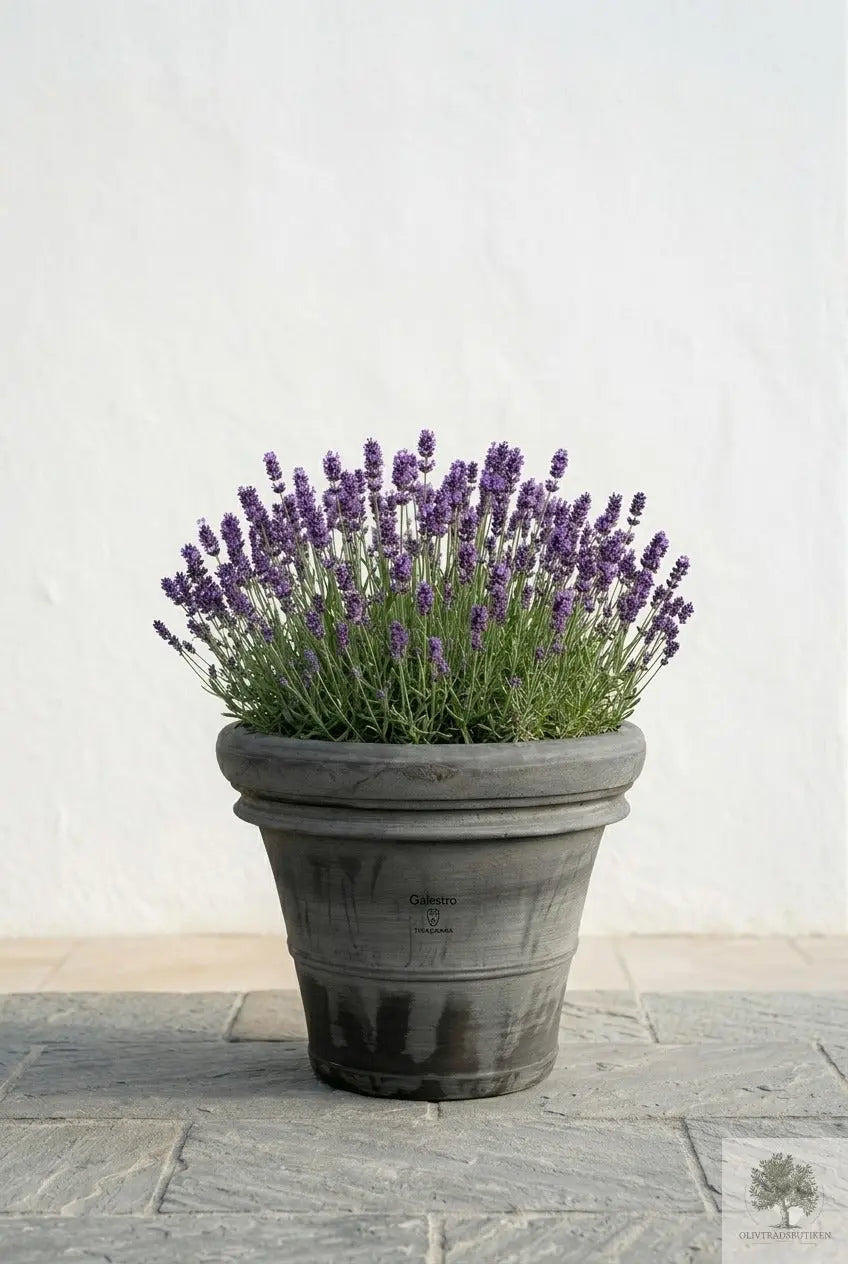 Kruka Terrakotta Grå - Toscana -  50 cm diameter - 41 cm höjd