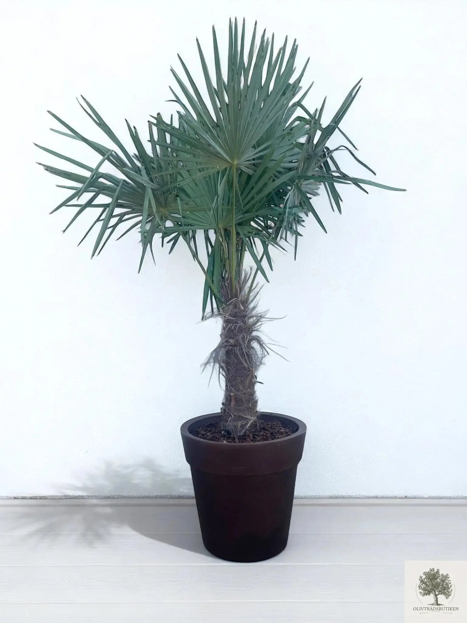Väderkvarnspalm - Trachyarpus Fortunei - 210 cm Olivträdsbutiken