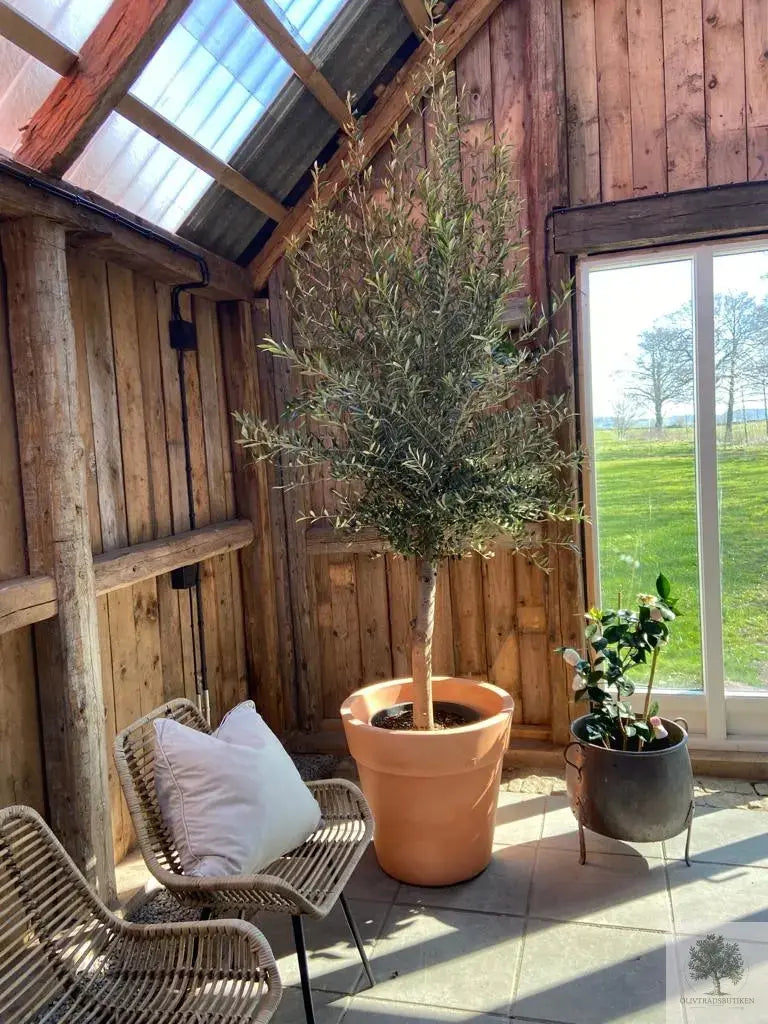 Stor Kruka Lira Elite - diameter 70 cm Olivträdsbutiken