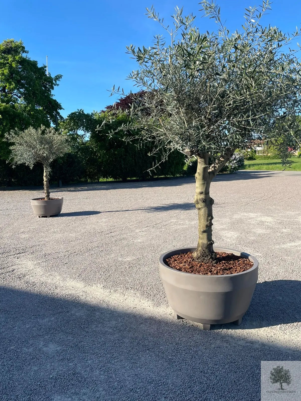 Olivträd 60 år - 200 cm höjd - 70 cm stam - 140 cm krona Olivträdsbutiken