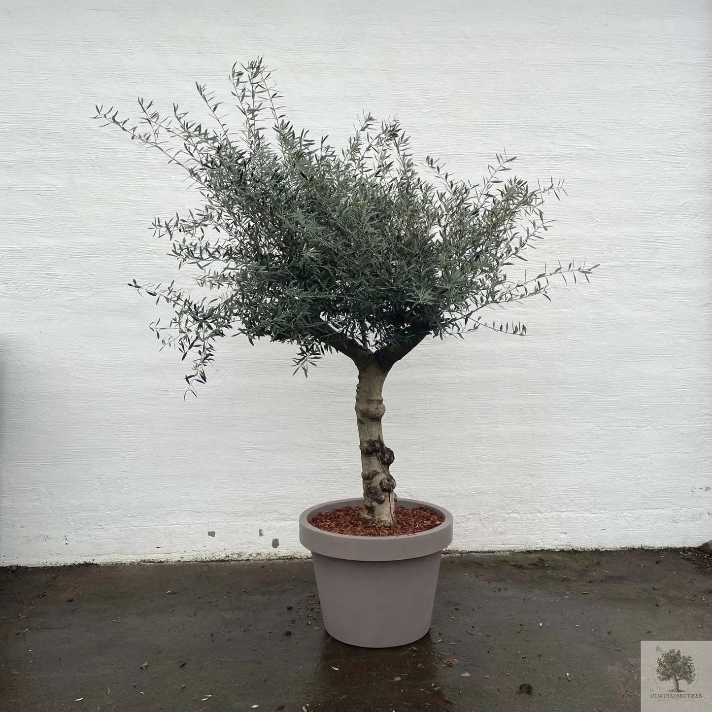 Olivträd 60 år - 200 cm höjd - 70 cm stam - 140 cm krona Olivträdsbutiken