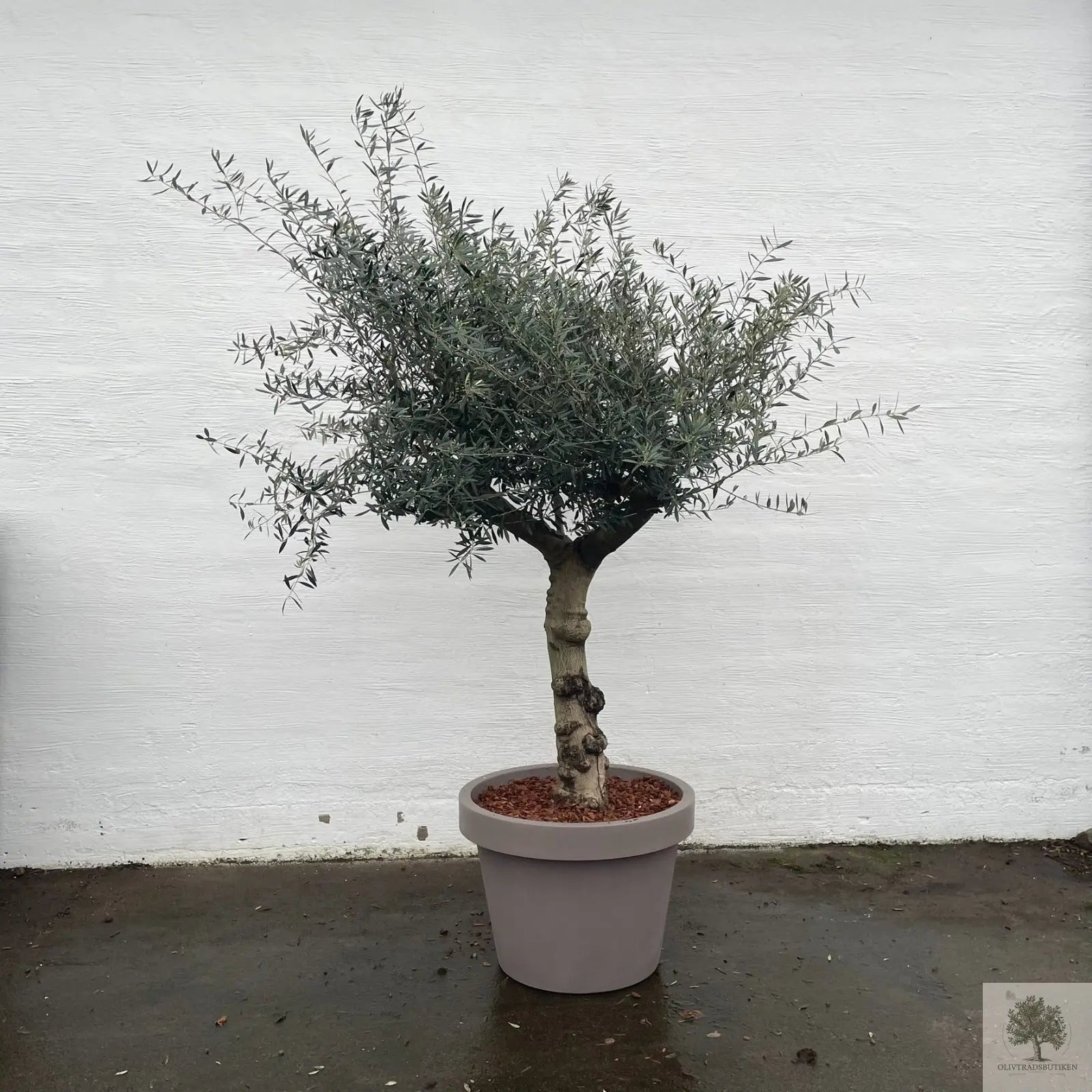 Olivträd 60 år - 200 cm höjd - 70 cm stam - 140 cm krona Olivträdsbutiken