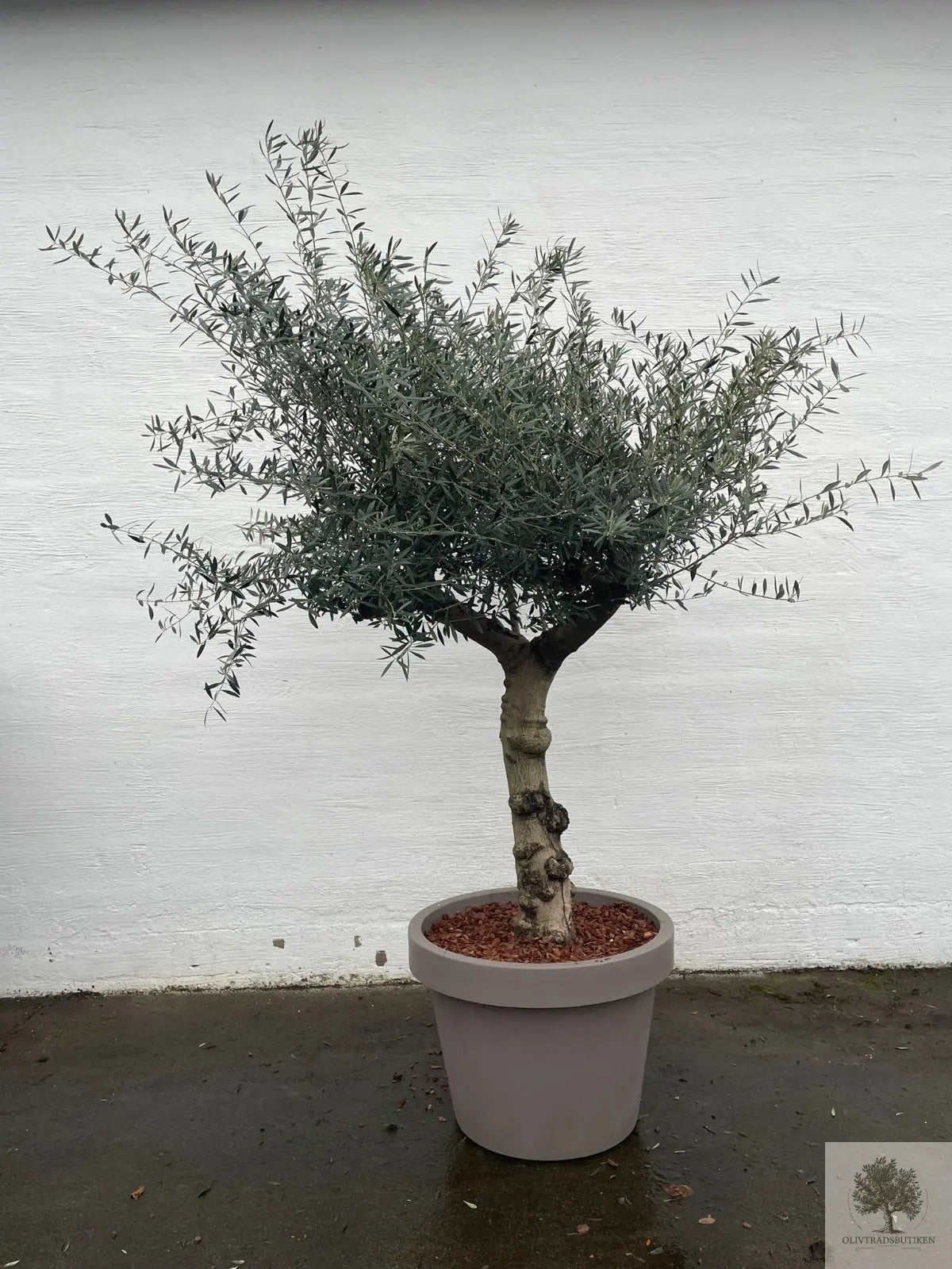 Olivträd 60 år - 200 cm höjd - 70 cm stam - 140 cm krona Olivträdsbutiken