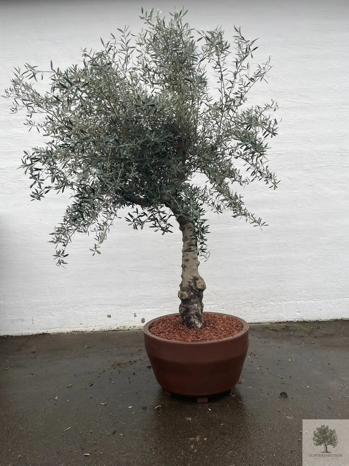 Olivträd 60 år - 200 cm höjd - 70 cm stam - 140 cm krona Olivträdsbutiken