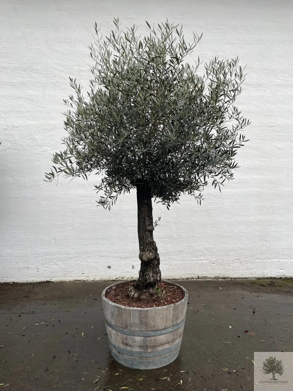 Olivträd 60 år - 200 cm höjd - 70 cm stam - 140 cm krona Olivträdsbutiken