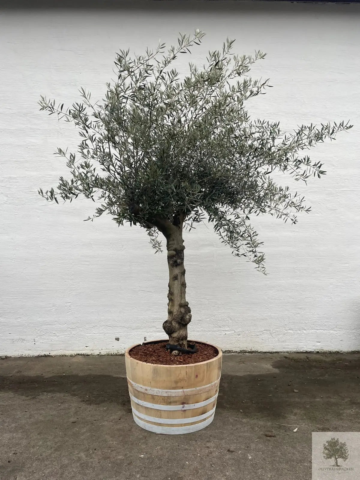 Olivträd 60 år - 200 cm höjd - 70 cm stam - 140 cm krona Olivträdsbutiken