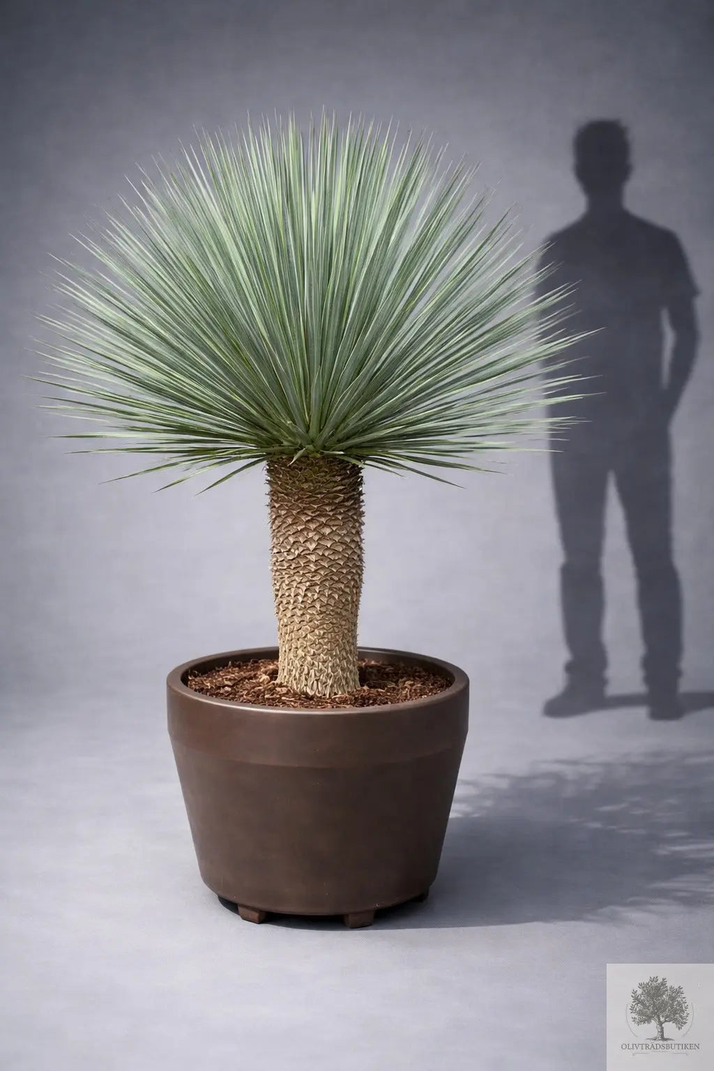 Yucca Rostrata - Palmlilja - praktexemplar -  170 cm hög