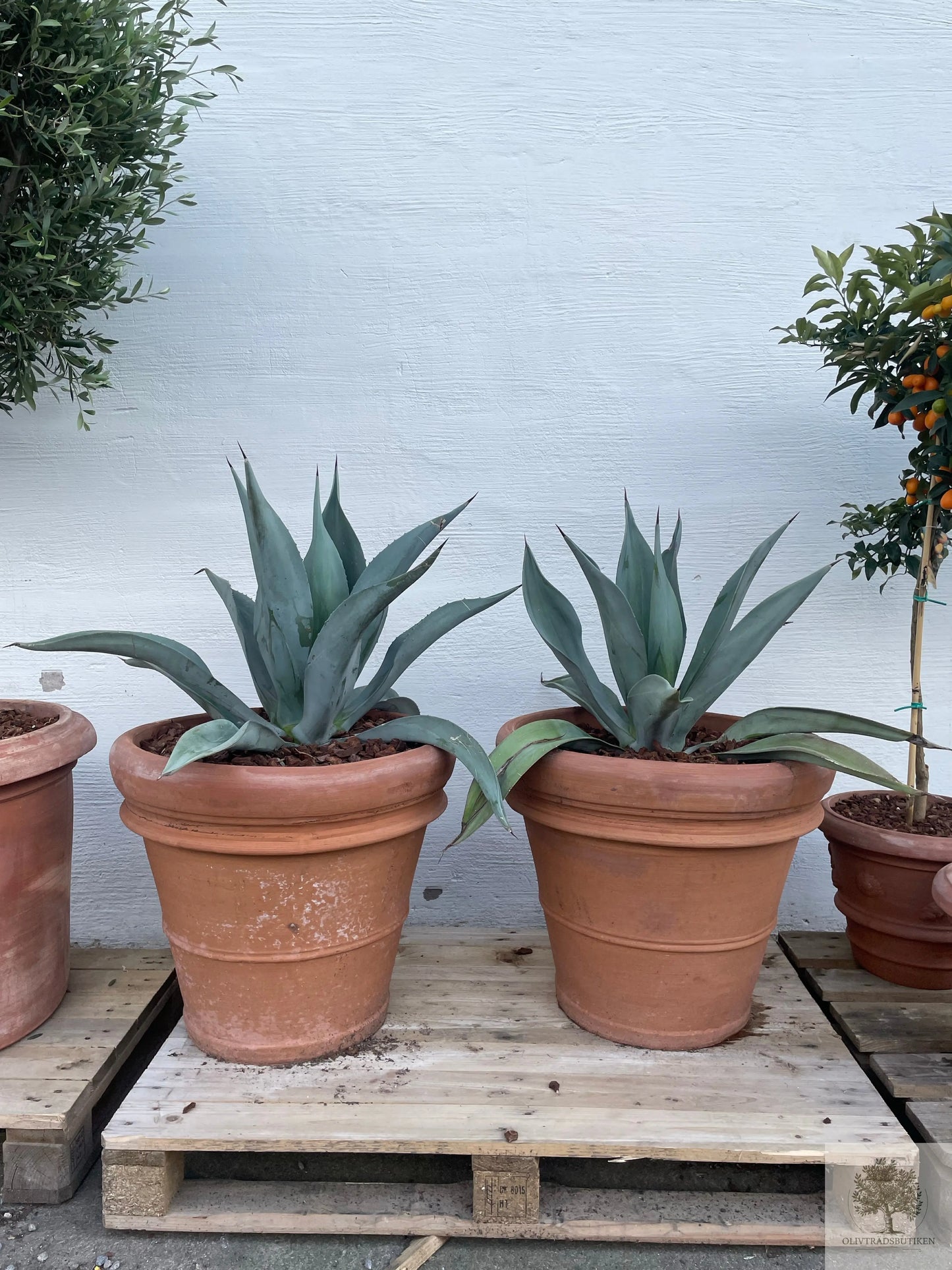 Agave  - Skulptural ökenväxt med arkitektonisk karaktär
