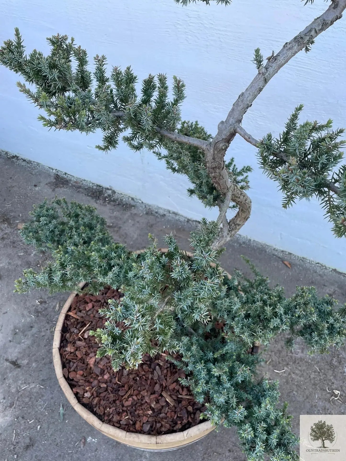 Dvärgtall tålig barrväxt - Pinus Silvestris Watereri - Bonsai 180 cm (Kopia) Olivträdsbutiken