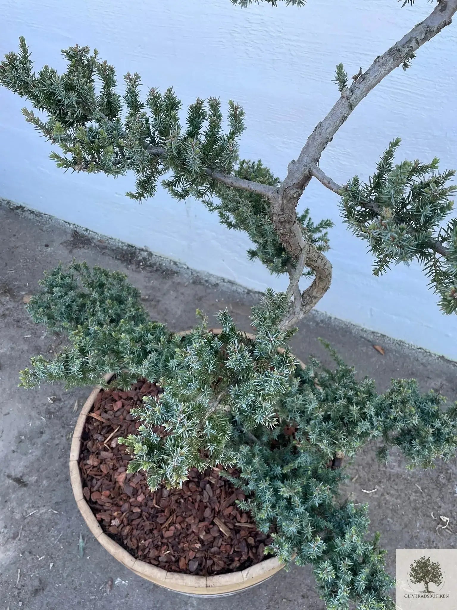 Dvärgtall tålig barrväxt - Pinus Silvestris Watereri - Bonsai 180 cm (Kopia) Olivträdsbutiken