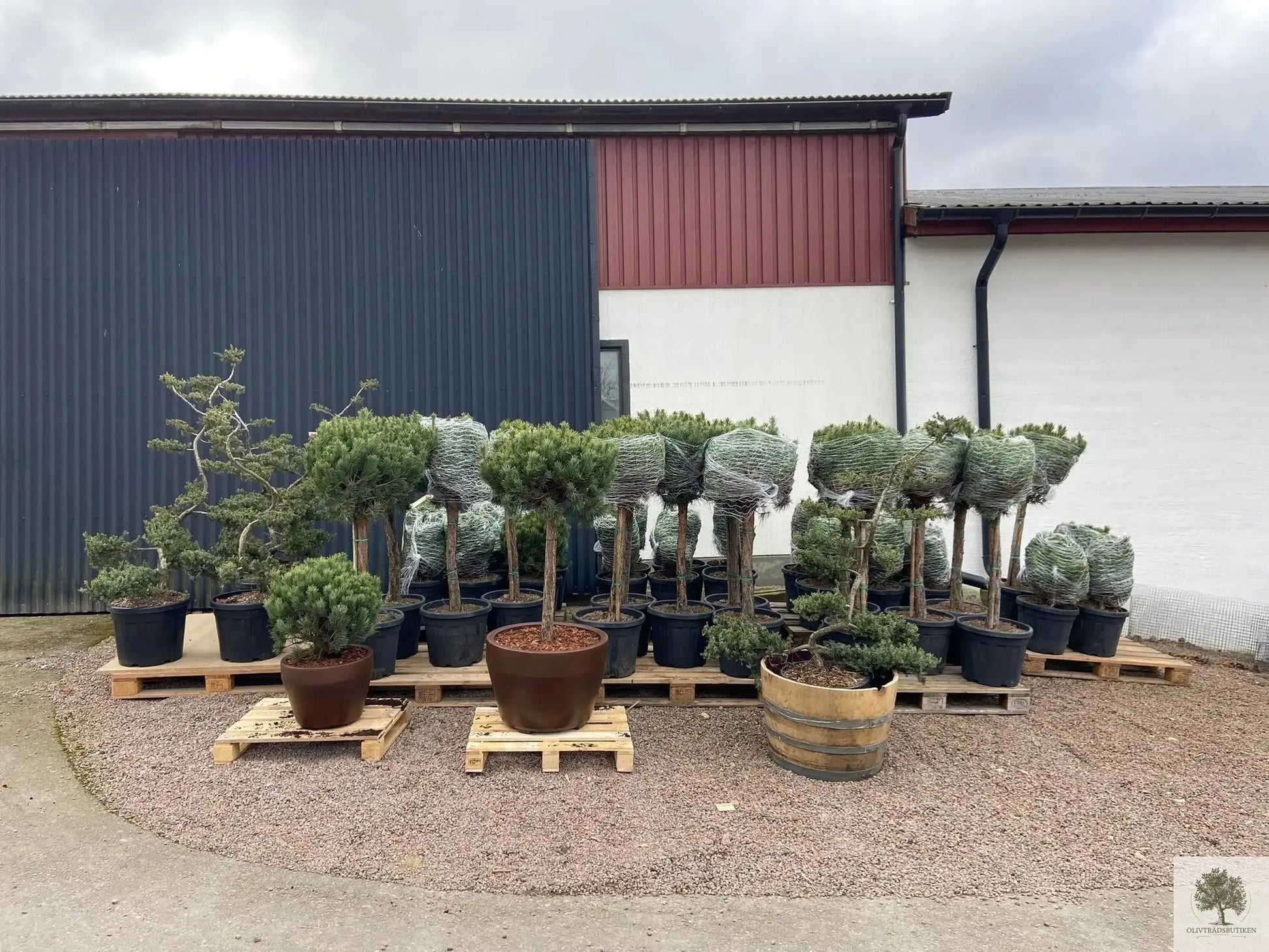 Dvärgtall tålig barrväxt - Pinus Silvestris Watereri - Bonsai 180 cm (Kopia) Olivträdsbutiken