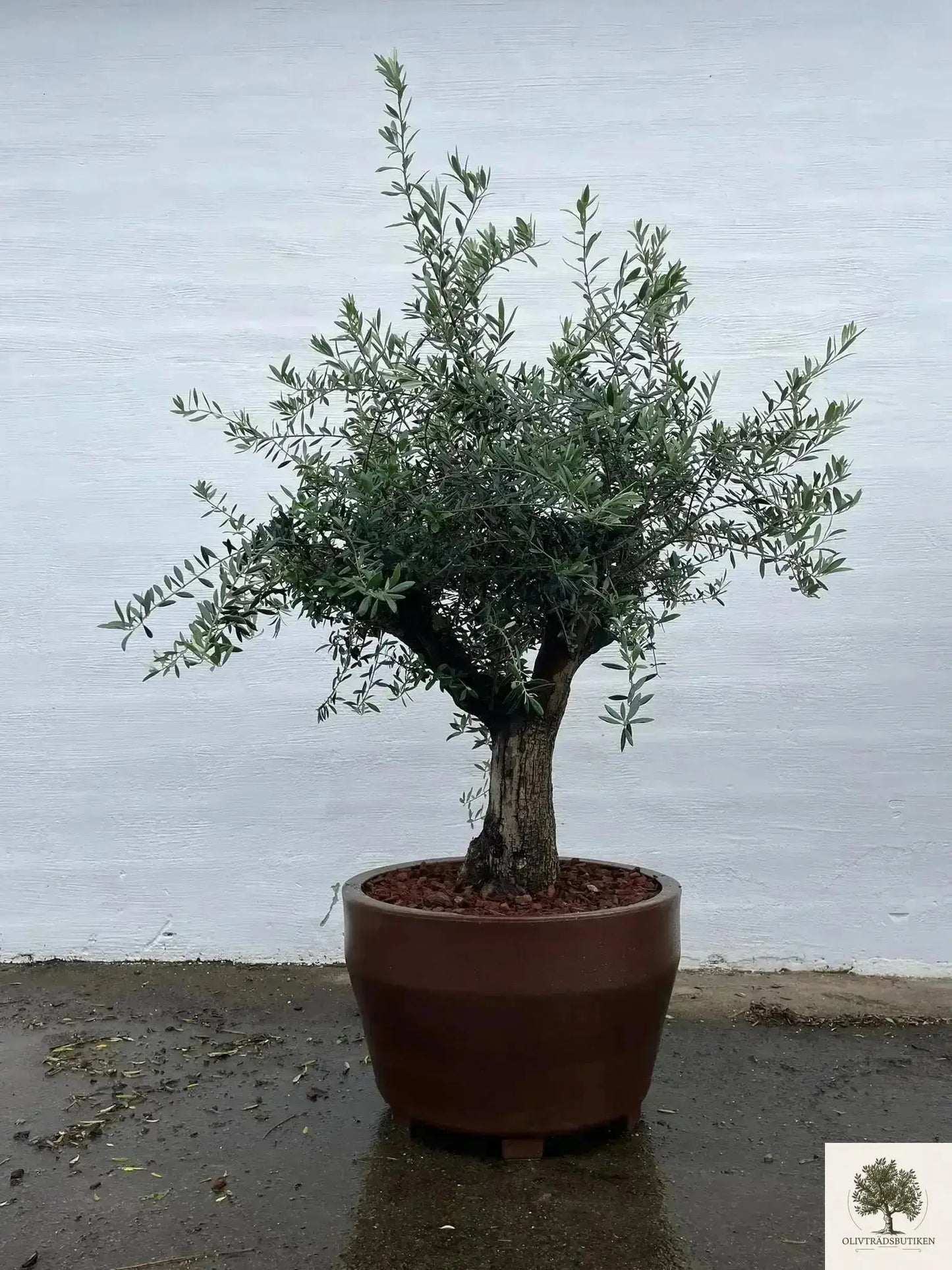 Kruka Jumbo diameter 55 cm Olivträdsbutiken
