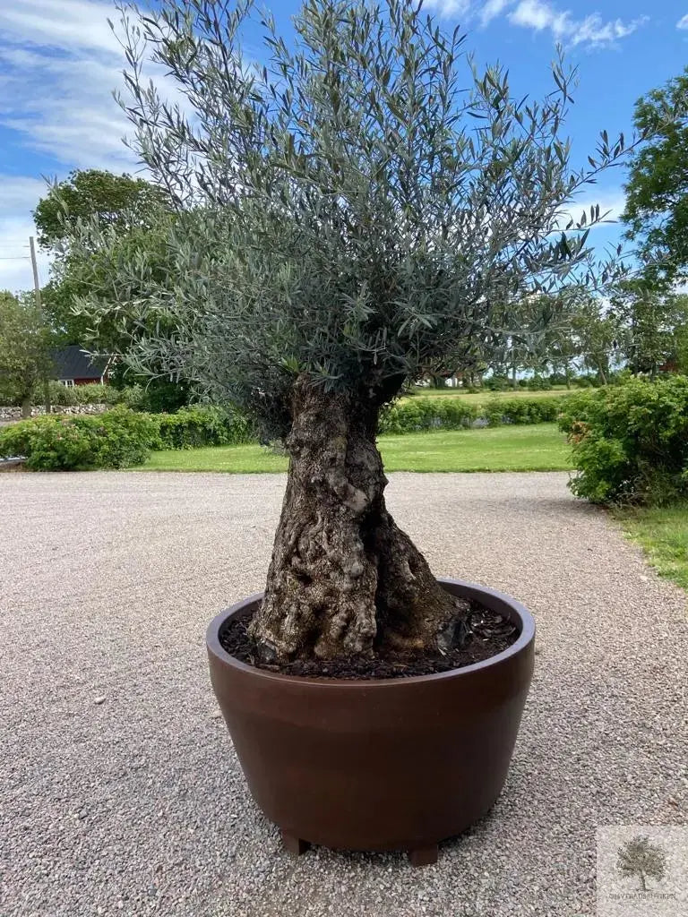 Olivträd 200 år - 300 cm höjd - 160 cm stam - 150 cm krona - Bonsai Large Olivträdsbutiken