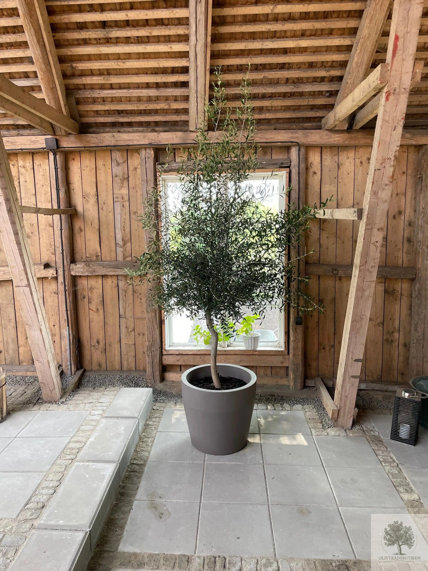 Olivträd 8 år - 200 cm höjd - 20 cm stam - 70 cm krona Olivträdsbutiken