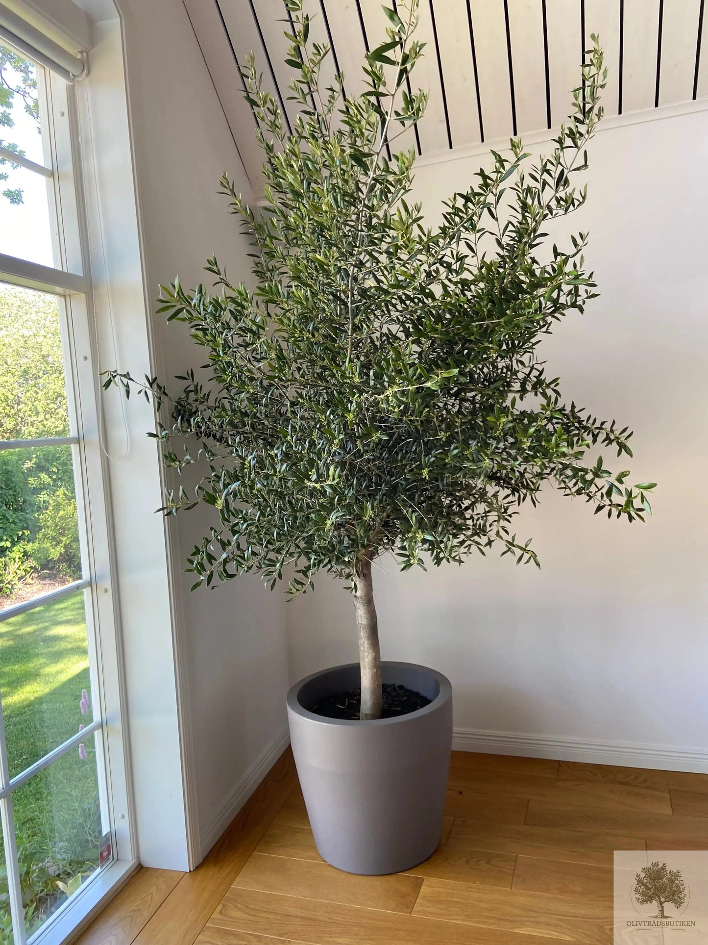 Olivträd 8 år - 200 cm höjd - 20 cm stam - 70 cm krona Olivträdsbutiken