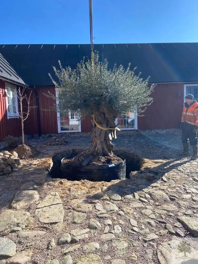 Olivträd 300+år - "Lechin" XXL Olivträdsbutiken