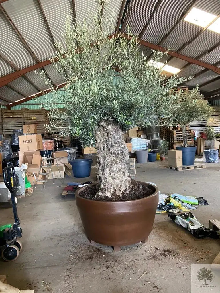 Olivträd 200 år - 300 cm höjd - 160 cm stam - 150 cm krona - Bonsai Large Olivträdsbutiken