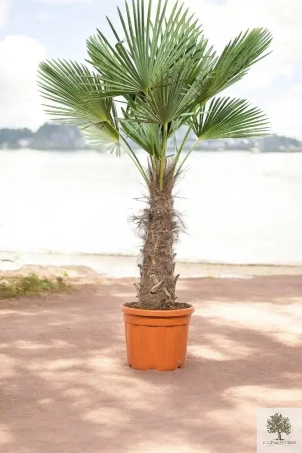 Väderkvarnspalm - Trachyarpus Fortunei - 210 cm Olivträdsbutiken