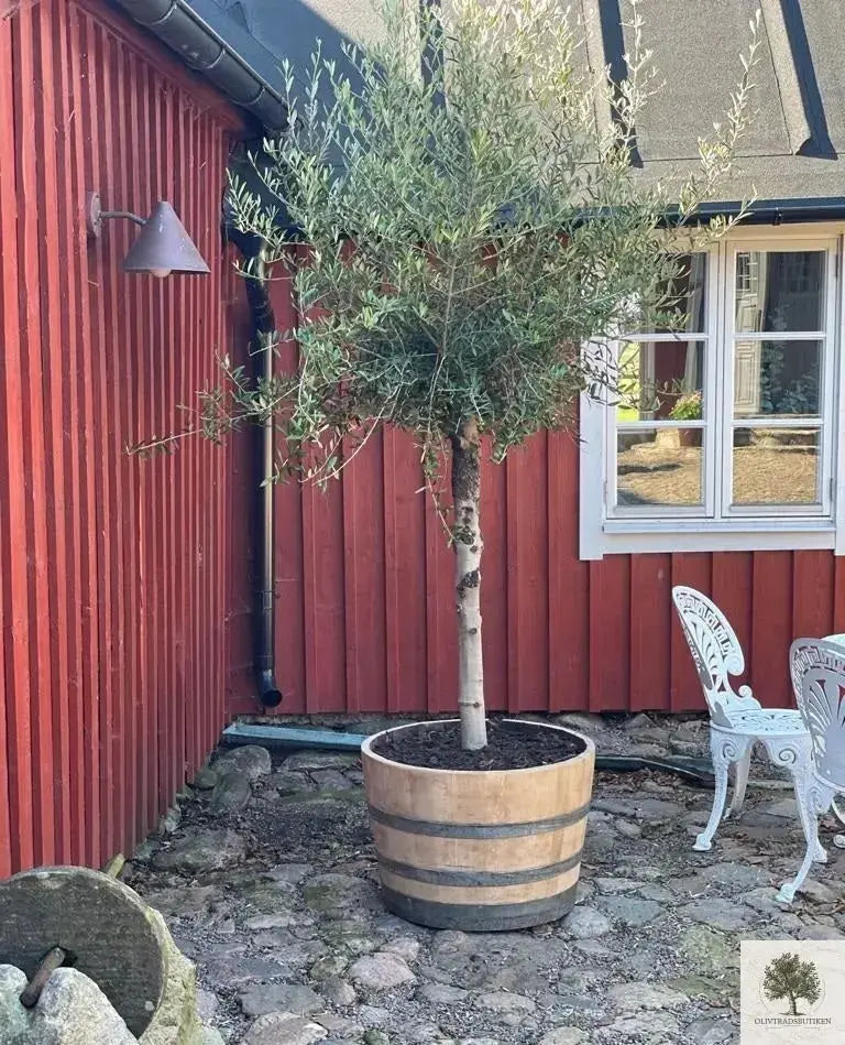 Vintunna i ek (använd) 80 x 100 cm Olivträdsbutiken