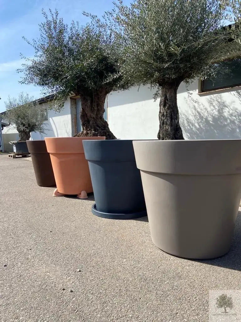 Stor Kruka Lira Elite - diameter 80 cm Olivträdsbutiken