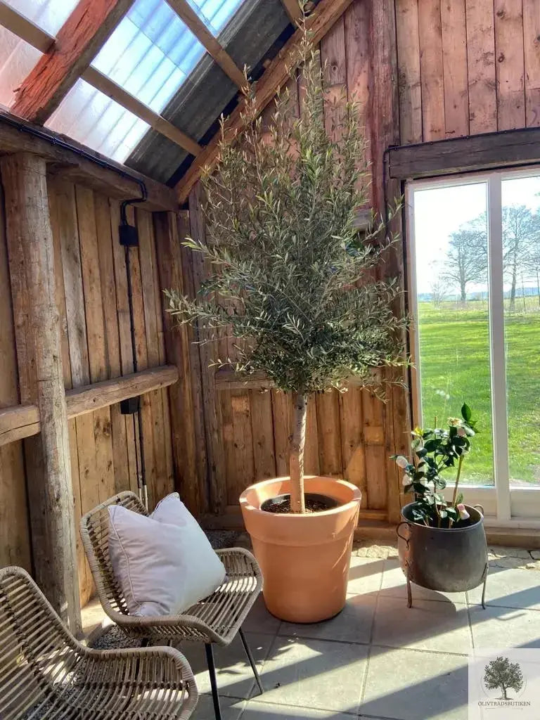 Stor Kruka Lira Elite - diameter 60 cm Olivträdsbutiken