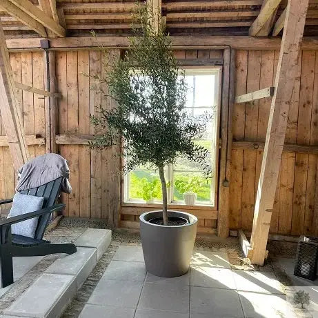 Olivträd 10 år - 170 cm höjd - 25 cm stam - 70 cm krona Olivträdsbutiken
